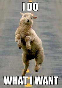 40cc4b372a626d6582687ae6975f94d77b63fbee7f26ec813c12e8b4f27b3f03