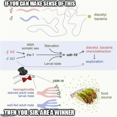 hermie gets a bow tie